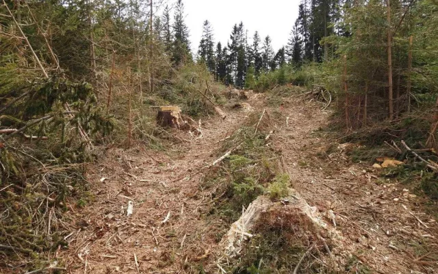 Těžaři zničily v přísně chráněných oblastech Jeseníků mladé stromky. V ropných klužích nepřežila vajíčka žab