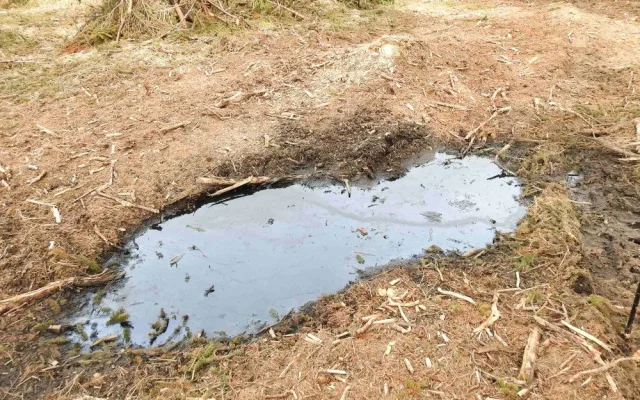 Těžaři zničily v přísně chráněných oblastech Jeseníků mladé stromky. V ropných klužích nepřežila vajíčka žab