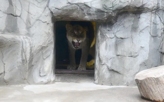 Na Svatý Kopeček dorazila vzácná lvice ze Švýcarska. Zoo doufá v rozšíření veleúspěšného chovu