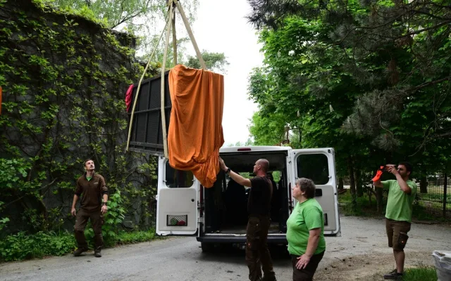 Na Svatý Kopeček dorazila vzácná lvice ze Švýcarska. Zoo doufá v rozšíření veleúspěšného chovu