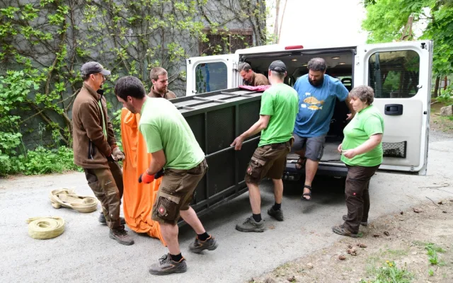 Na Svatý Kopeček dorazila vzácná lvice ze Švýcarska. Zoo doufá v rozšíření veleúspěšného chovu