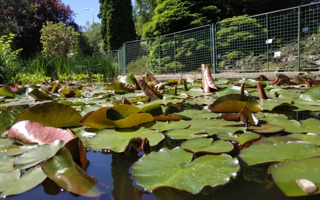 FOTOGALERIE: Botanická zahrada v Prostějově je kvetoucí oázou klidu. Má i lavičku zamilovaných