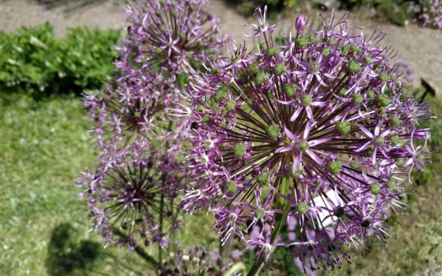 FOTOGALERIE: Botanická zahrada v Prostějově je kvetoucí oázou klidu. Má i lavičku zamilovaných
