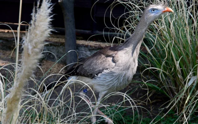 Olomoucká zoo začala chovat seriemy rudozubé. Příbuzné gigantického pravěkého ptáka