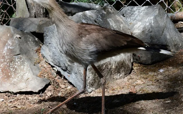 Olomoucká zoo začala chovat seriemy rudozubé. Příbuzné gigantického pravěkého ptáka