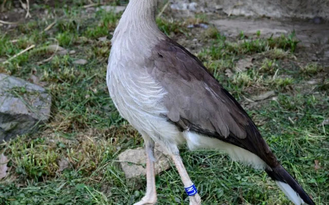 Olomoucká zoo začala chovat seriemy rudozubé. Příbuzné gigantického pravěkého ptáka