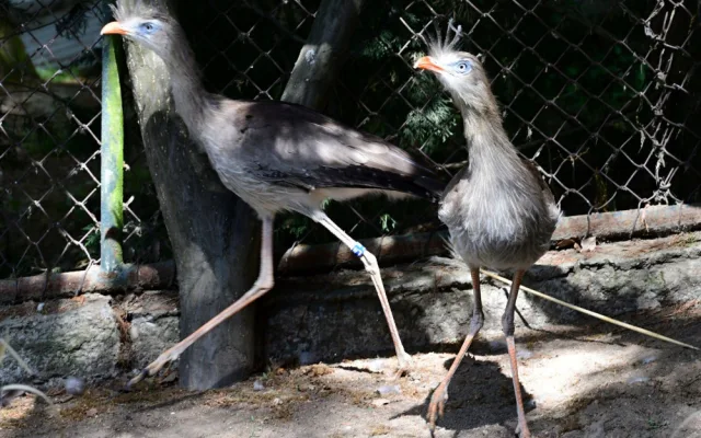 Olomoucká zoo začala chovat seriemy rudozubé. Příbuzné gigantického pravěkého ptáka