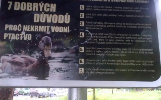 Labutě vyvádějí mladé. Prostějov lidi nabádá, aby vodní ptáky nekrmili