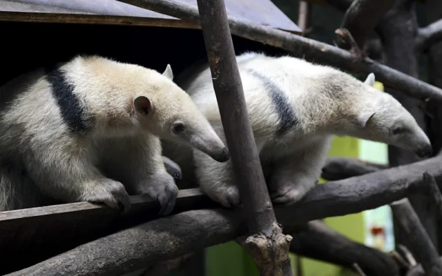 Malí mravenečníci jsou k vidění v expozici Zoo Olomouc. Jejich odchov je náročný