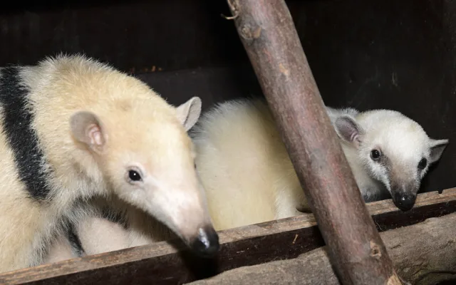 Malí mravenečníci jsou k vidění v expozici Zoo Olomouc. Jejich odchov je náročný