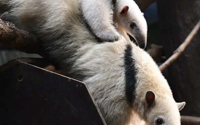 Malí mravenečníci jsou k vidění v expozici Zoo Olomouc. Jejich odchov je náročný