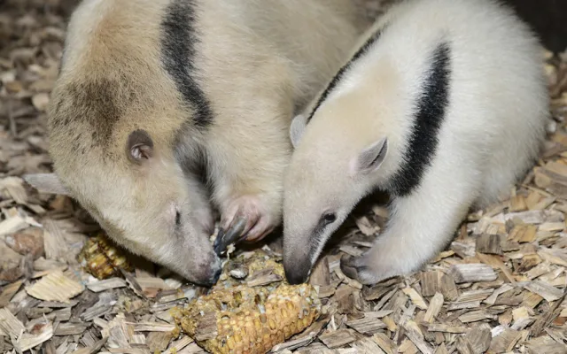 Malí mravenečníci jsou k vidění v expozici Zoo Olomouc. Jejich odchov je náročný