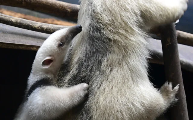 Malí mravenečníci jsou k vidění v expozici Zoo Olomouc. Jejich odchov je náročný