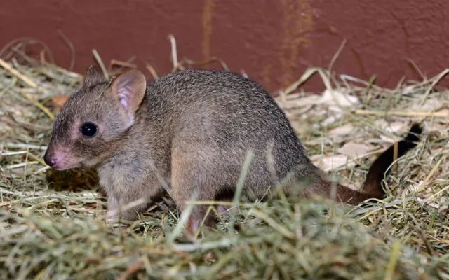 V olomoucké zoo vykouklo na svět jednadvacáté mládě klokánka králíkovitého