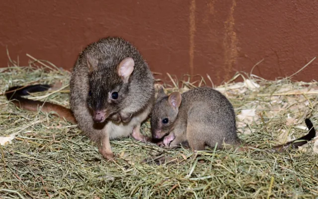 V olomoucké zoo vykouklo na svět jednadvacáté mládě klokánka králíkovitého
