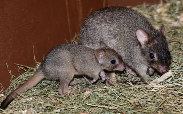 V olomoucké zoo vykouklo na svět jednadvacáté mládě klokánka králíkovitého