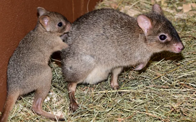 V olomoucké zoo vykouklo na svět jednadvacáté mládě klokánka králíkovitého