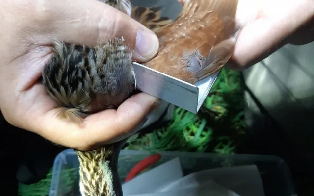 Odborníci z olomoucké zoo kroužkovali ohrožené luční duchy. Tak říkají chřástalům