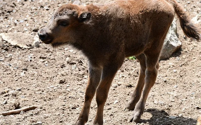 Zubří stádo na Svatém kopečku hlásí nový přírůstek. Majestátní druh čelil před lety vyhubení
