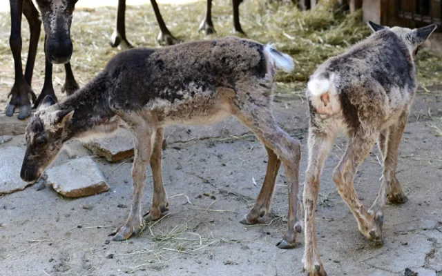 Sobí stádo na Svatém Kopečku rozšířila pětice mláďat