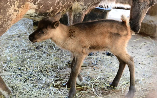 Sobí stádo na Svatém Kopečku rozšířila pětice mláďat