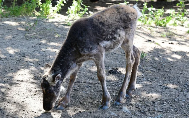 Sobí stádo na Svatém Kopečku rozšířila pětice mláďat