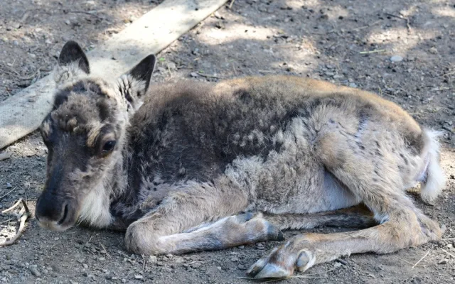 Sobí stádo na Svatém Kopečku rozšířila pětice mláďat