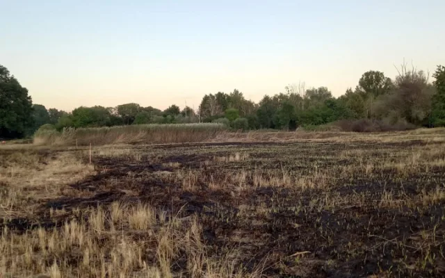 Netradiční výjezd: hasiči krotili požár na ostrově Chomoutovského jezera