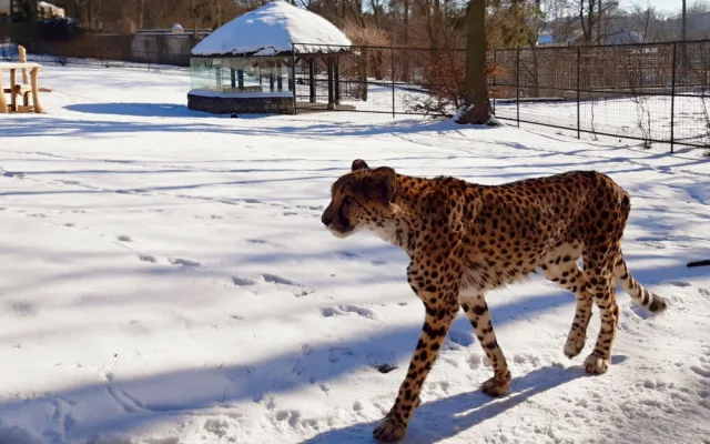 V olomoucké zoo uhynul stářím gepard Duma. Zahrada chce vytvořit nový chovný pár