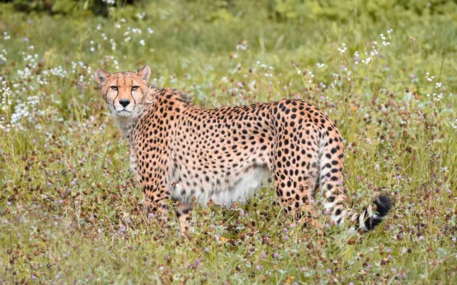V olomoucké zoo uhynul stářím gepard Duma. Zahrada chce vytvořit nový chovný pár