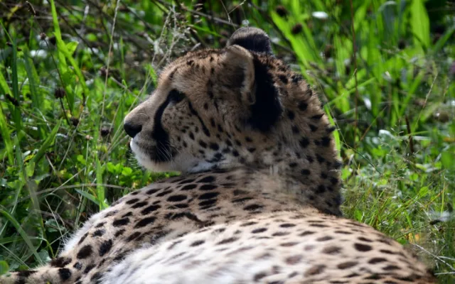 V olomoucké zoo uhynul stářím gepard Duma. Zahrada chce vytvořit nový chovný pár