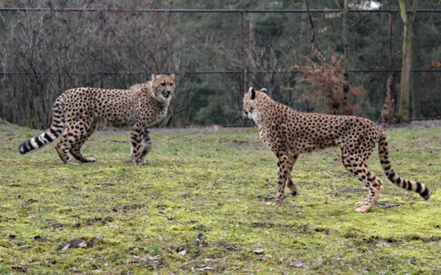 V olomoucké zoo uhynul stářím gepard Duma. Zahrada chce vytvořit nový chovný pár