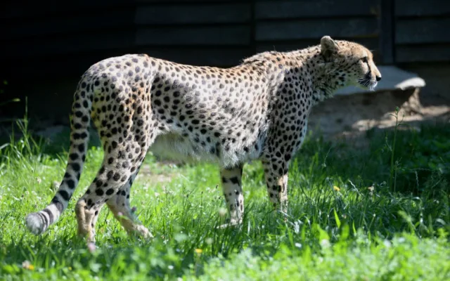 V olomoucké zoo uhynul stářím gepard Duma. Zahrada chce vytvořit nový chovný pár