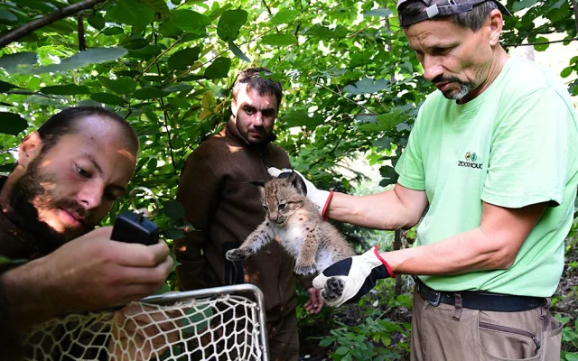 Malý rys v utajení: ošetřovatelé Zoo Olomouc poprvé zvážili mládě kočkovitých samotářů