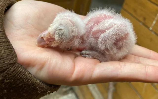 Olomoucká zoo pomáhá vracet sovu pálenou do volné přírody. Její populace se drasticky snižuje