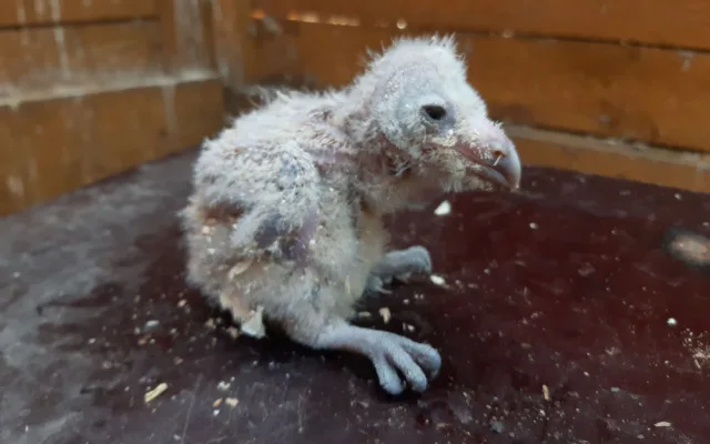 Olomoucká zoo pomáhá vracet sovu pálenou do volné přírody. Její populace se drasticky snižuje