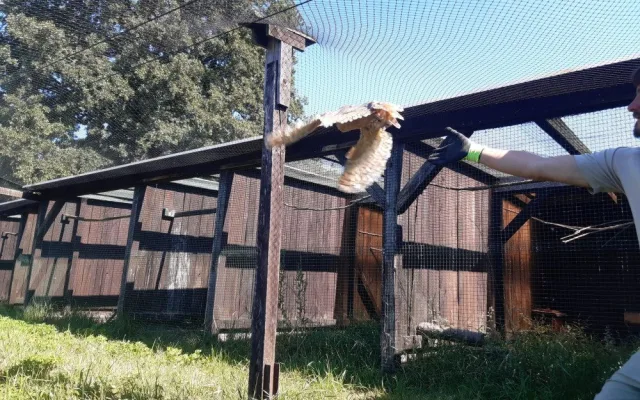 Olomoucká zoo pomáhá vracet sovu pálenou do volné přírody. Její populace se drasticky snižuje