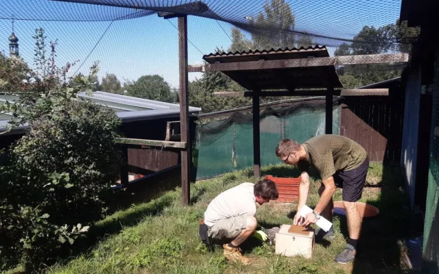 Olomoucká zoo pomáhá vracet sovu pálenou do volné přírody. Její populace se drasticky snižuje