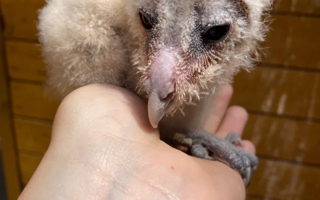 Olomoucká zoo pomáhá vracet sovu pálenou do volné přírody. Její populace se drasticky snižuje