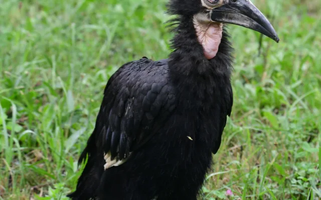 Zoborožci, prazvláštní ptáci z afrických savan, se usadili ve výběhu, který obýval gepard Duma