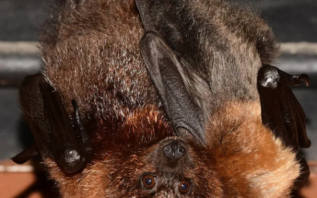 Kaloní rodina se v Zoo Olomouc úspěšně rozrůstá, letos se narodilo už jedenáct mláďat