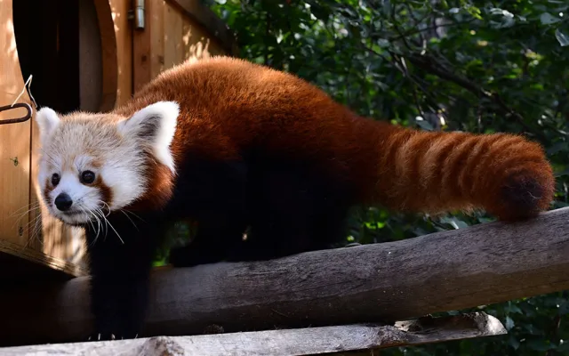 VIDEO: Samička pandy červené se rozkoukává na Svatém Kopečku. Zoologové doufají ve vznik chovného páru