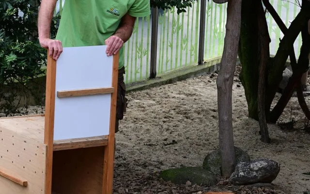VIDEO: Samička pandy červené se rozkoukává na Svatém Kopečku. Zoologové doufají ve vznik chovného páru