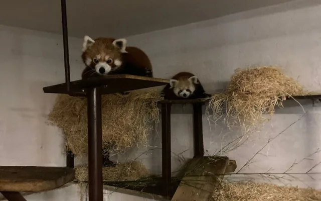 VIDEO: Samička pandy červené se rozkoukává na Svatém Kopečku. Zoologové doufají ve vznik chovného páru