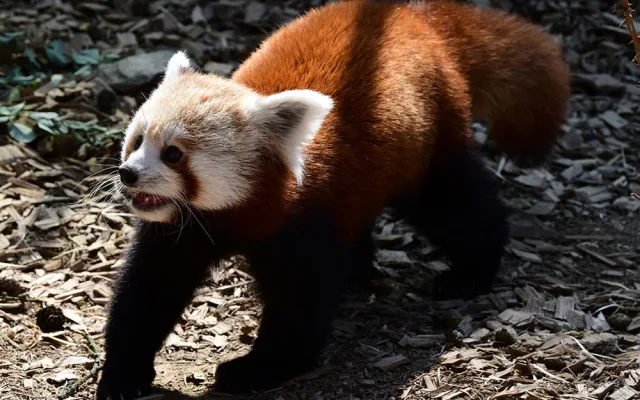 VIDEO: Samička pandy červené se rozkoukává na Svatém Kopečku. Zoologové doufají ve vznik chovného páru