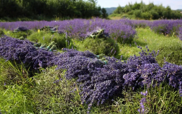 České Provence. Blahodárné účinky levandulí poznávají tisíce návštěvníků areálu kousek za Prahou