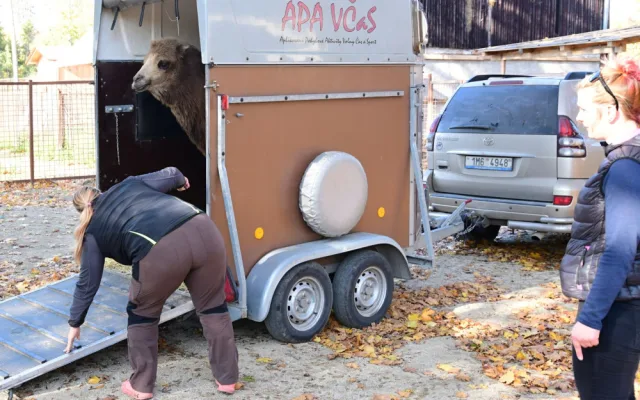 Do olomoucké zoo přicestovala samice velblouda dvouhrbého Margot a hned si potykala se zdejším stádem