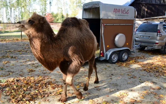 Do olomoucké zoo přicestovala samice velblouda dvouhrbého Margot a hned si potykala se zdejším stádem