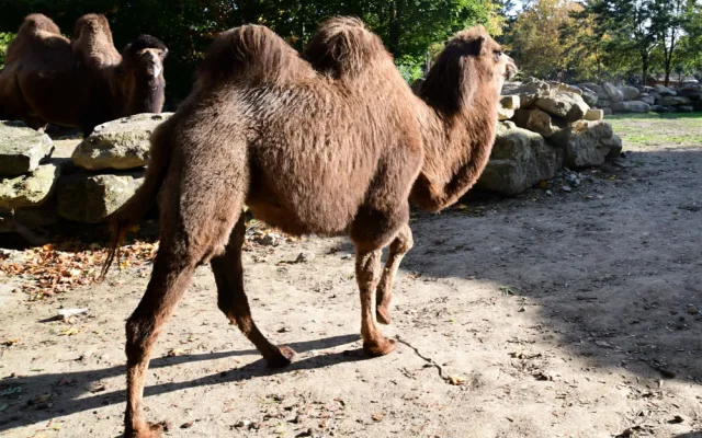 Do olomoucké zoo přicestovala samice velblouda dvouhrbého Margot a hned si potykala se zdejším stádem