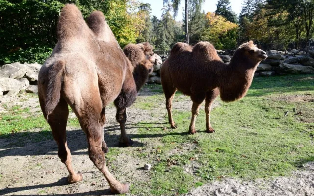 Do olomoucké zoo přicestovala samice velblouda dvouhrbého Margot a hned si potykala se zdejším stádem